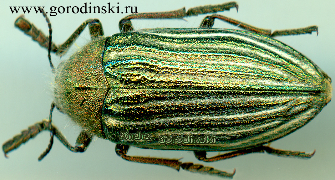 http://www.gorodinski.ru/buprestidae/Julodis andreae mandli.jpg